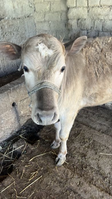 Екы бас урғашы бзаудар