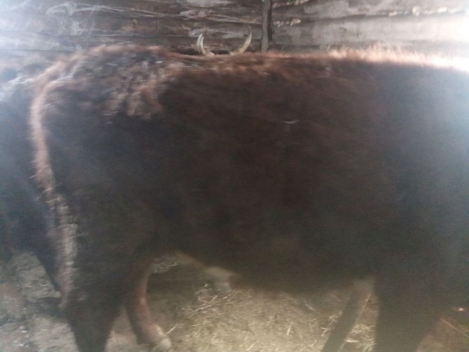 тайша сатылады 3 жыодык