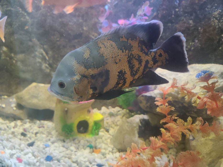 Sog‘lom baliqlar sotiladi.