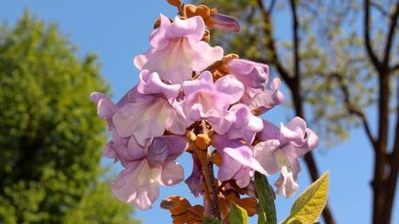 Павлония көшеттері сатылады