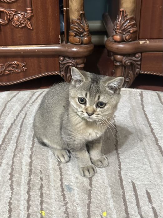 Красивый котёнок ищет добрый дом