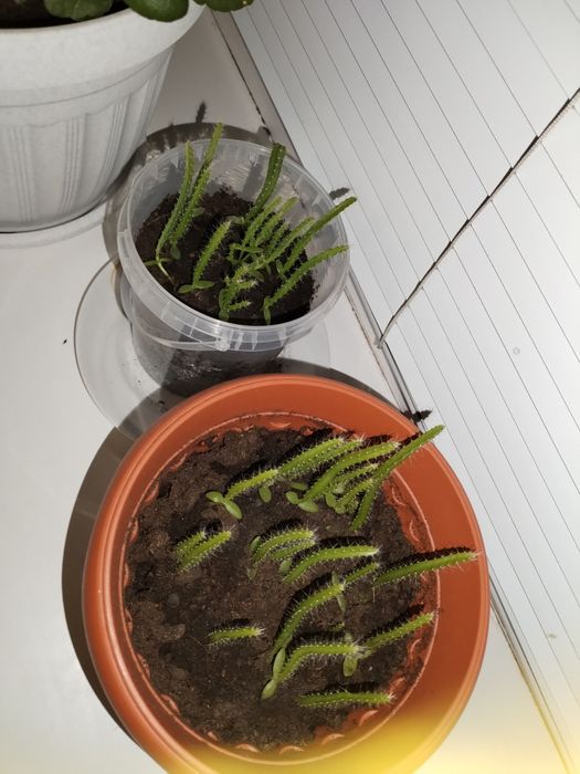 Комнатные растения