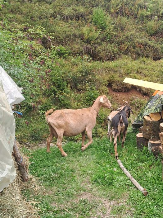 Vand capre anglonubiene