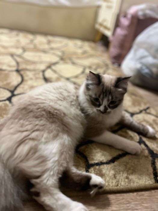 Кошку в добрые руки