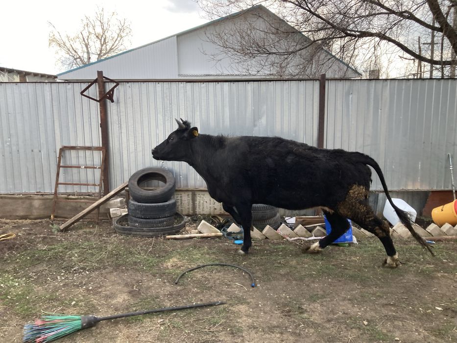 Продам Корову 5 летний.