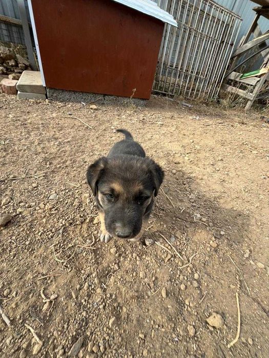 Две милашки ищут хорошие семьи