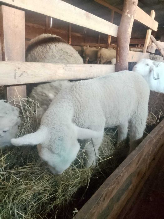 Vând berbecuți din rasa Ile de france părinți cu pedigri