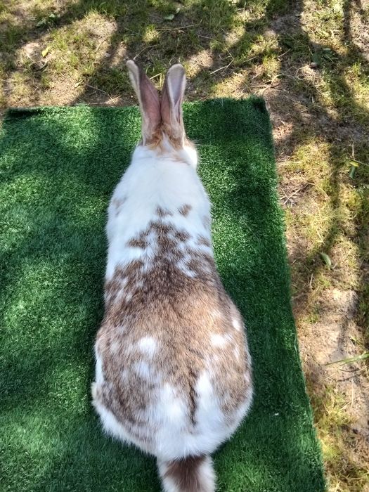 Erkak quyon sotiladi