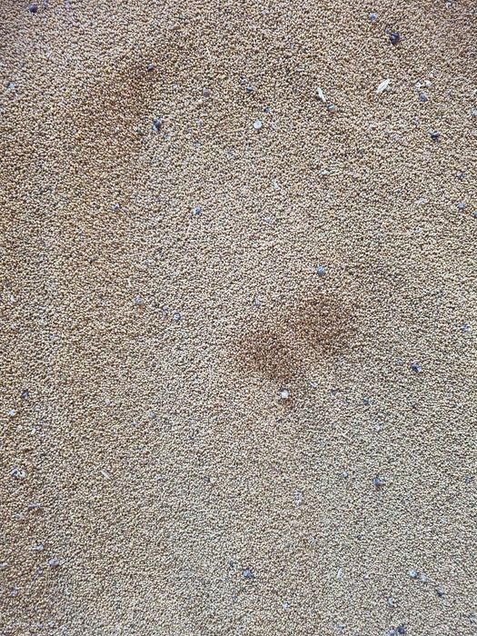 Продается семена клевера, многолетний богарный.