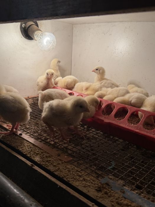 Бройлер росс 308 недельные