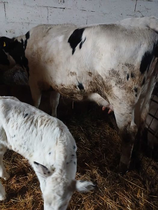 Vând vacă fătată