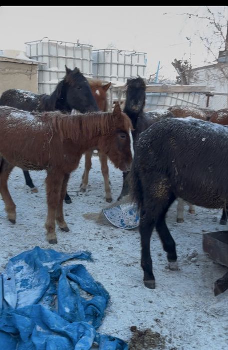 Жабағылар сатылады