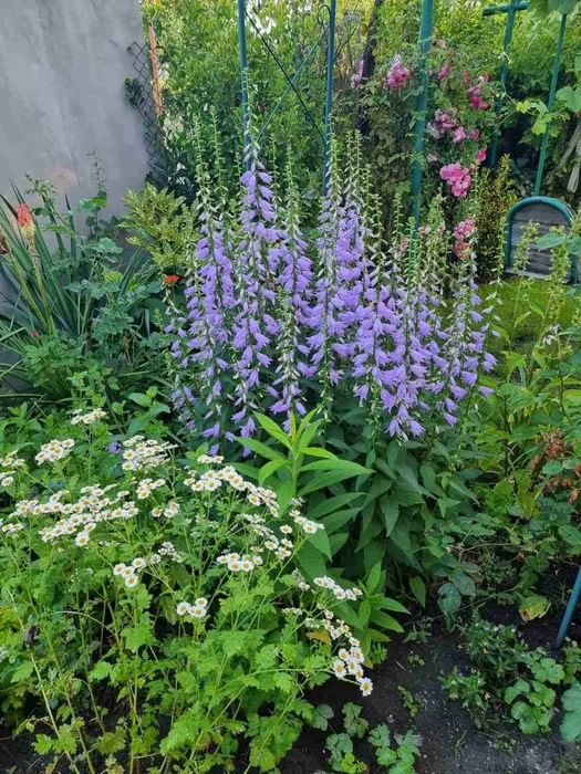 Цветя , луковици и разсад- многогодишни и  студоустойчиви