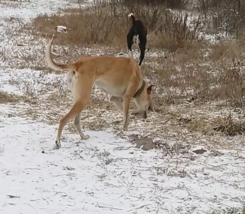Продам суку Грейхаунд