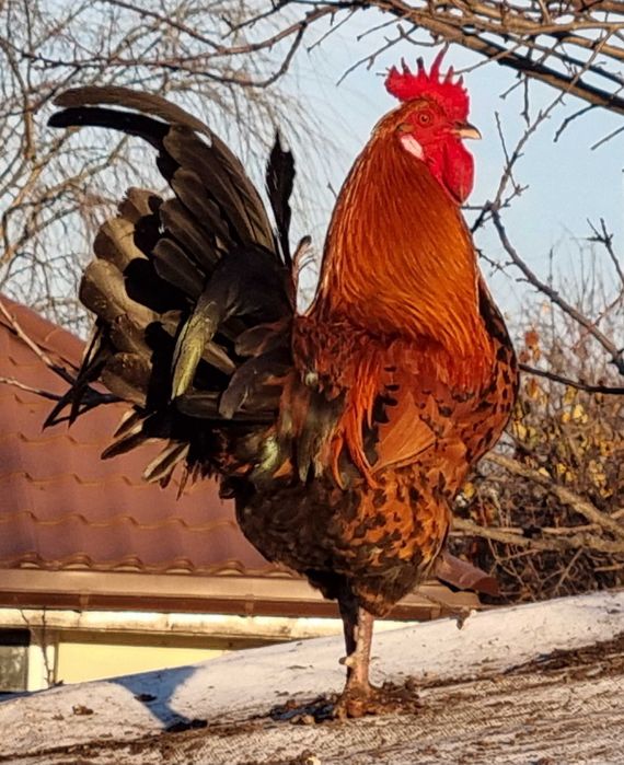 Cocosi cu creasta dublă