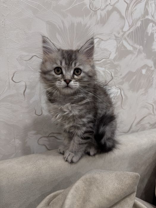 Британский котенок