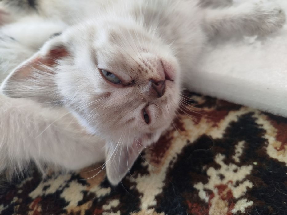 Отдам котят в хорошие руки СРОЧНО