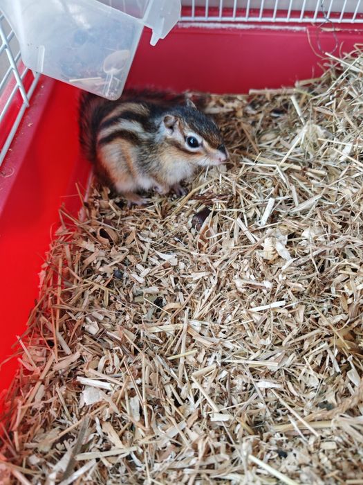 Veverița Siberiană