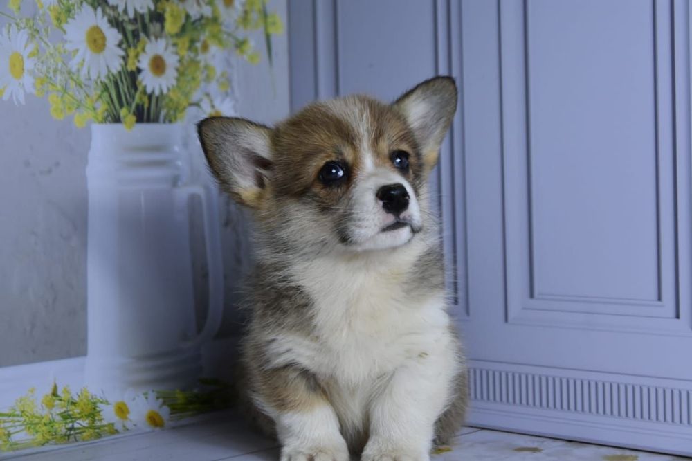 Вельш корги пемброк девочки