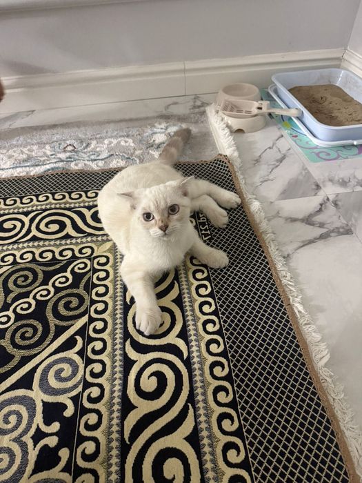 Продается кошка,