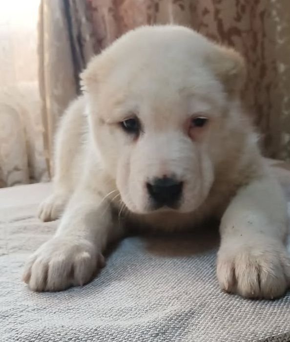 Шикарная девочка САО АЛАБАЙ