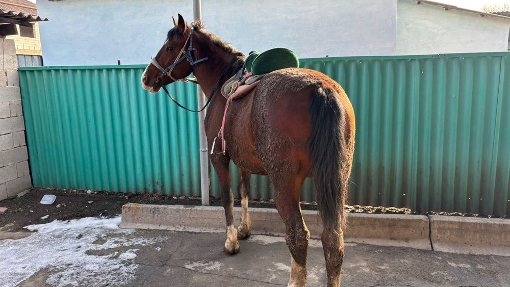 Айгыр сатылады айгыр