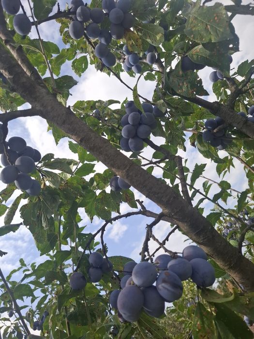 Vând prune pentru țuică