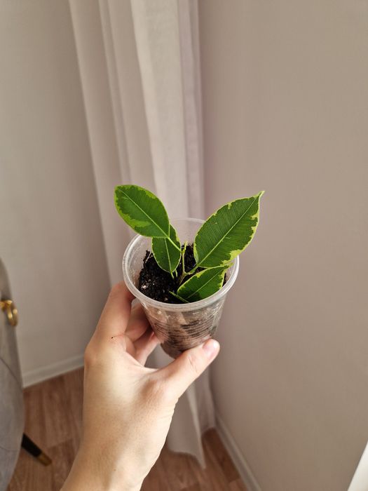 Фикус бенджамина черенки