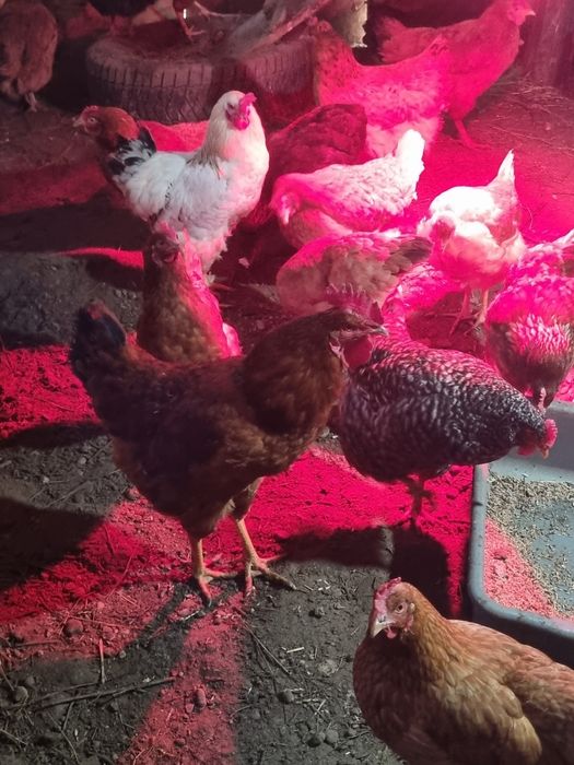 Cocos si gaini de vanzare