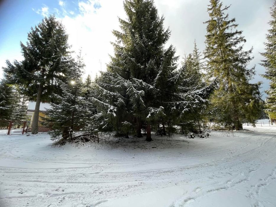 Teren Baisoara/Buscat