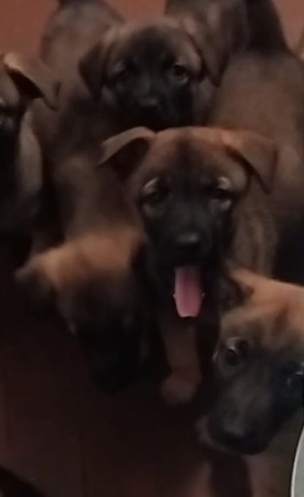 Предлагаются друзья для вашего дома