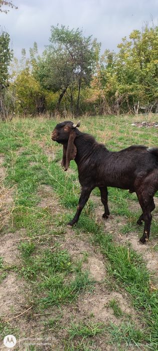 Камори теке сатылады