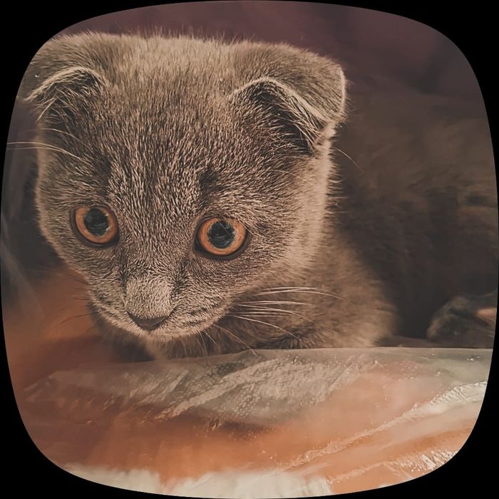 Продается Вислоухий Котенок