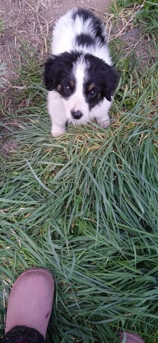 в добрые ручки..