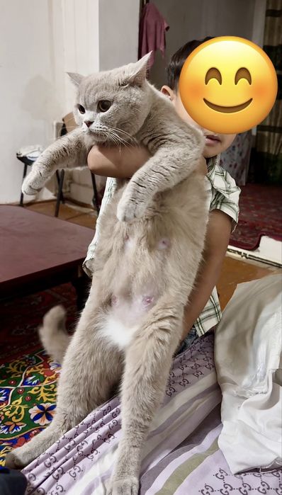 Britan mushuk bolalari sotiladi  3 iyunda tugilgan