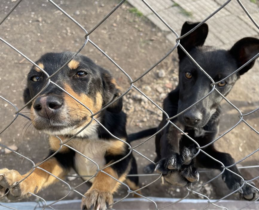 Подарявам кученце