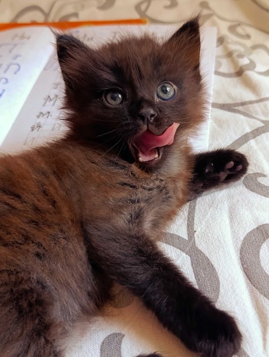 Коричневый котенок