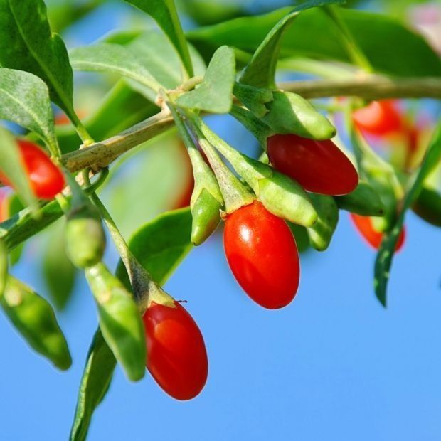 Arbuști Fructiferi (Goji )