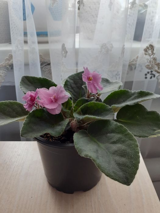 Продам комнатные цветы