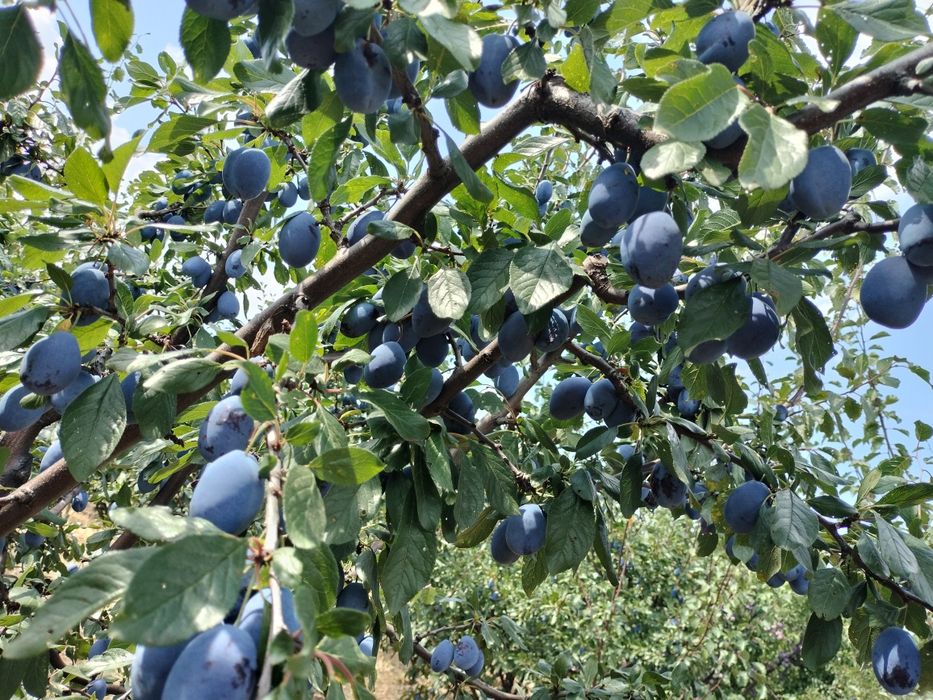 Prune de tuica palinca