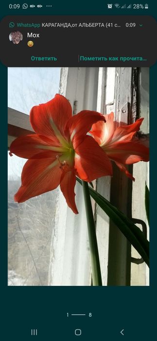 Продаю комнатные растения