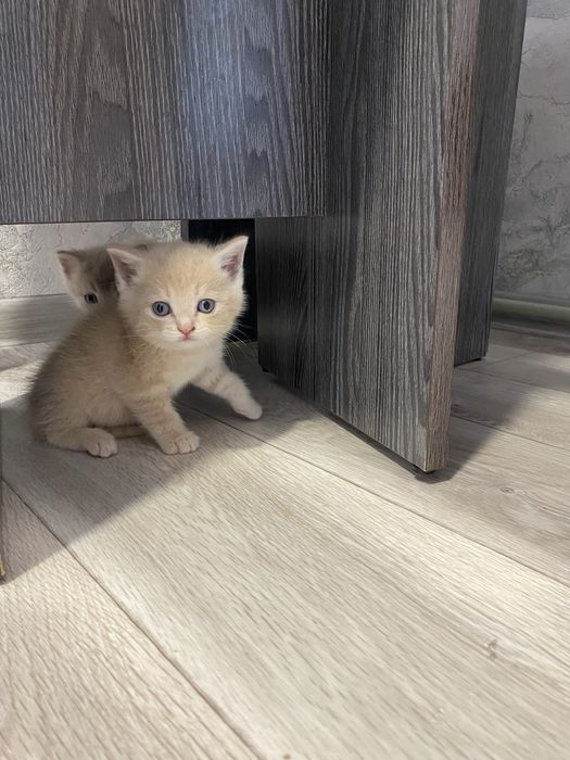 Отдам котят девочка и мальчик