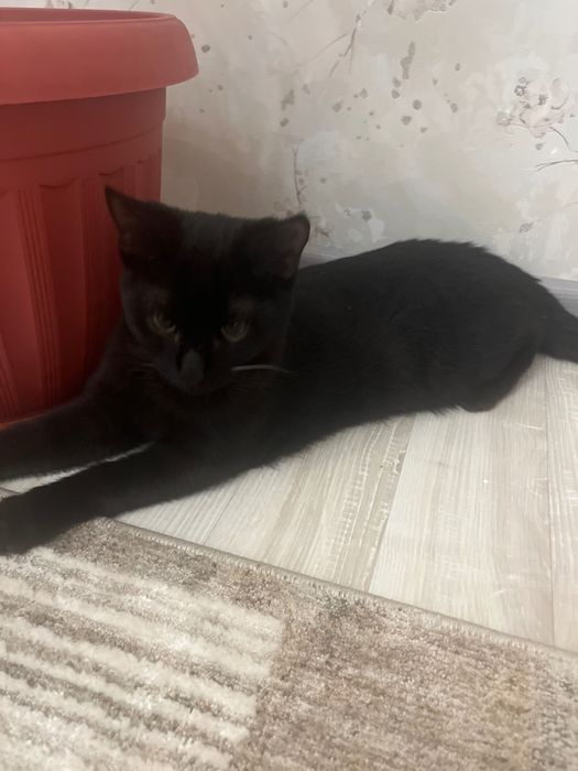 Отдам даром в хорошие руки