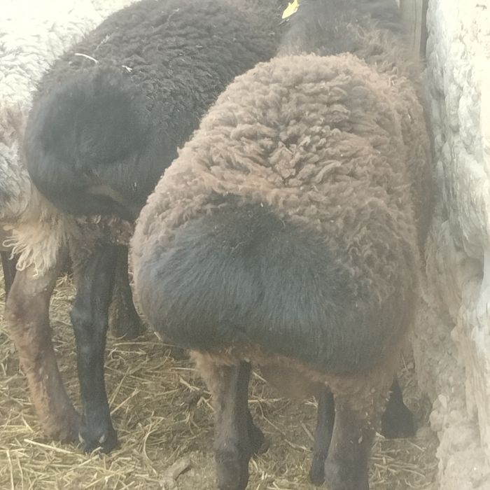 Семіз қошқарлар сатылады үш ай жемде тұрған