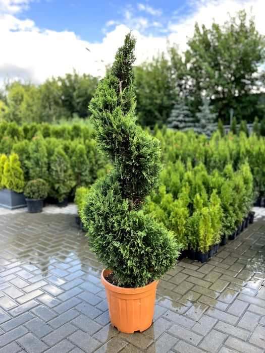 Plante ornamentale
