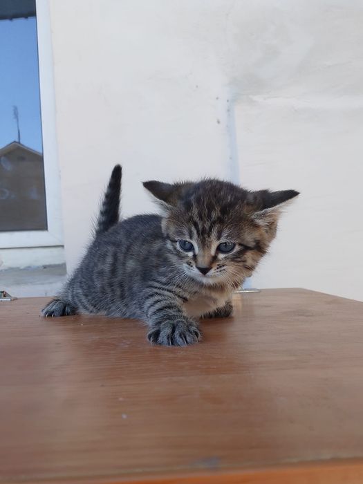 Отдам котят в добрые руки