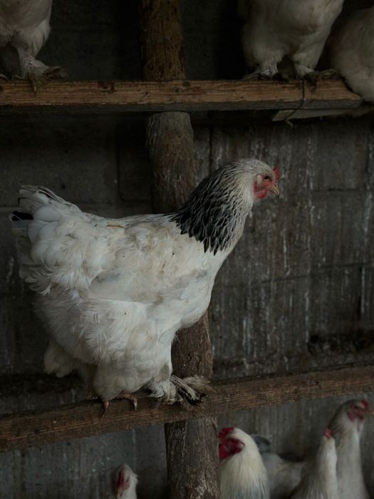 Цыплята Брама чистопородные