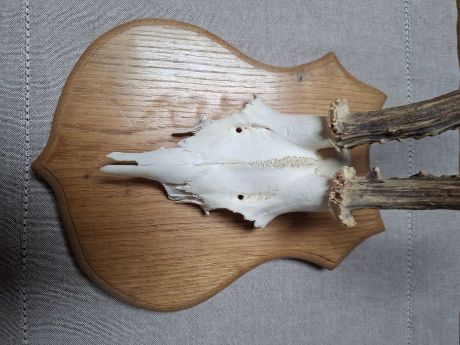 Trofeu caprior cu panoplie!