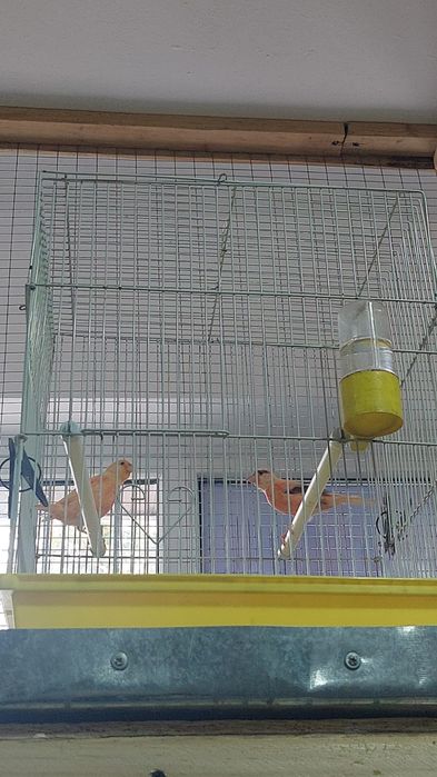 Продам взрослых кеноров за пару