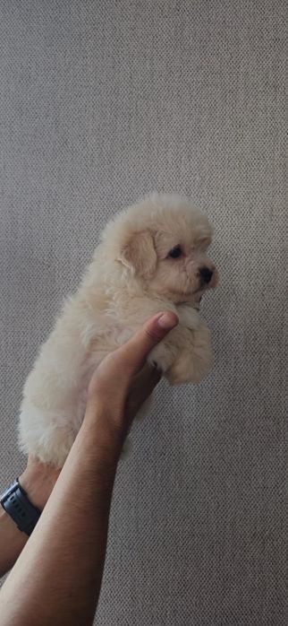 Предлагаю щенков породы Мальтипу Ф1